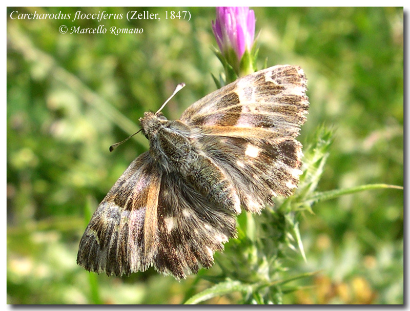 Belli e impossibili:  Hesperiidae Pyrginae